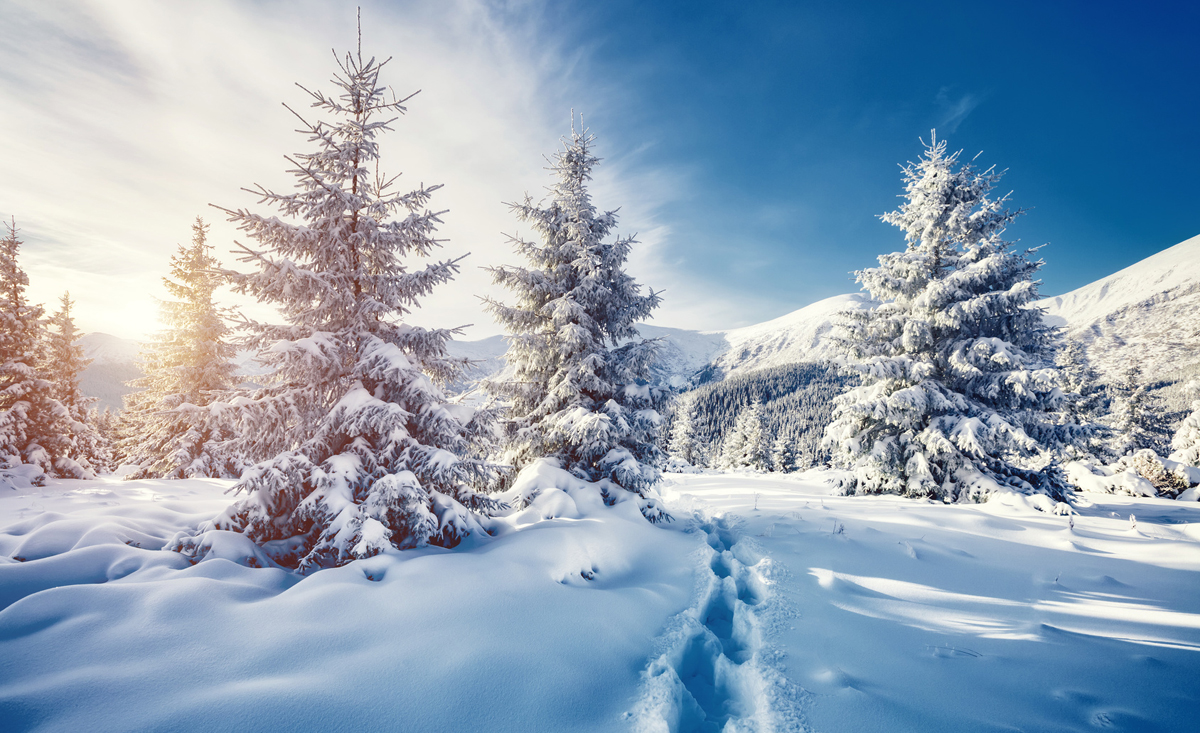 Schneeschuhwandern mit Hund