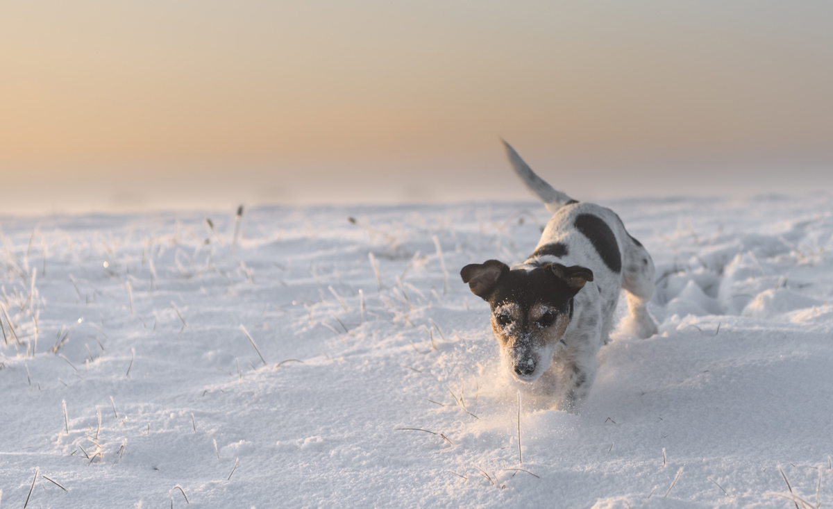 Urlaub mit Hund - Skiurlaub mit Hunden